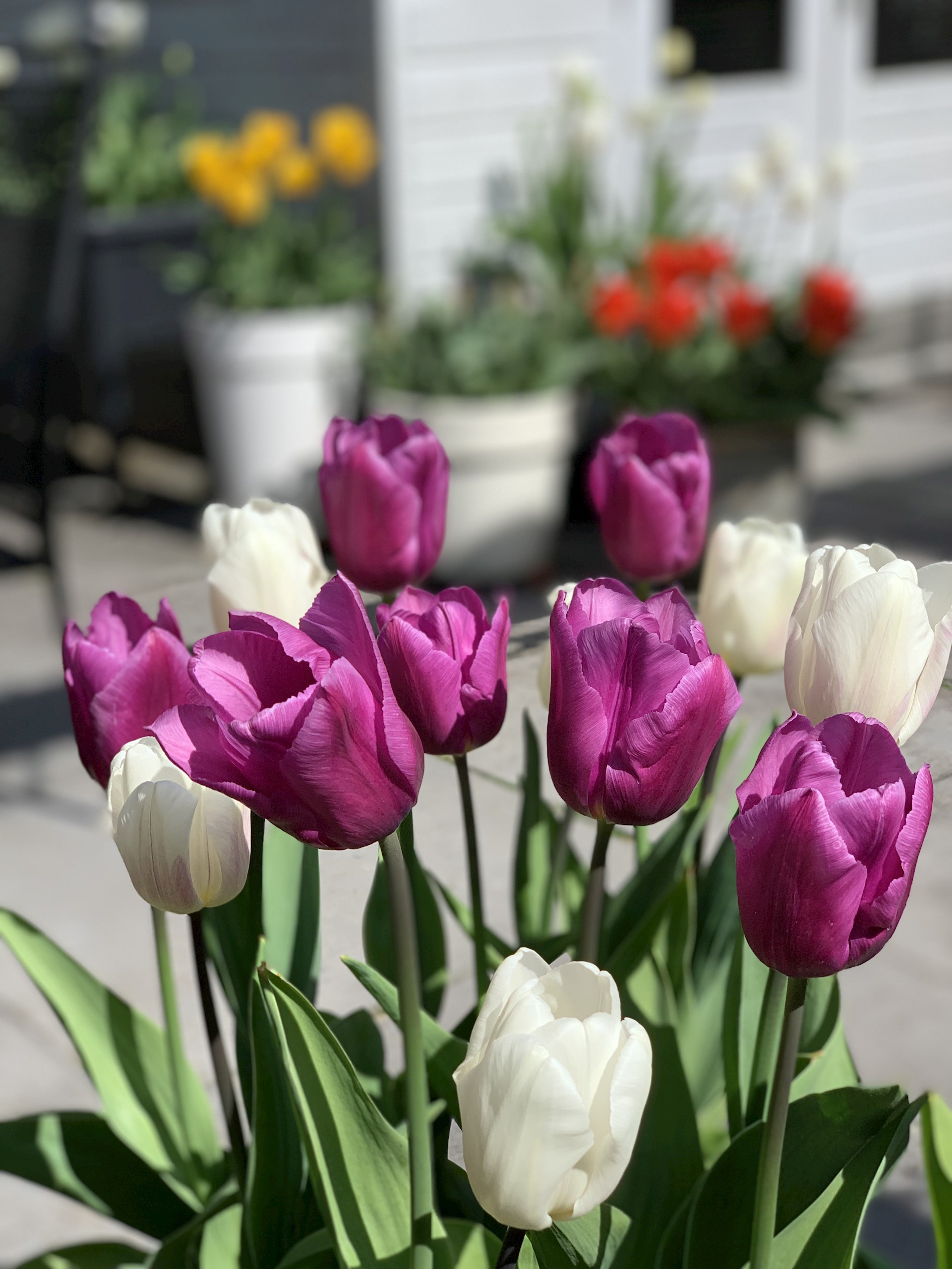 MAAK HET LEVEN VROLIJKER!