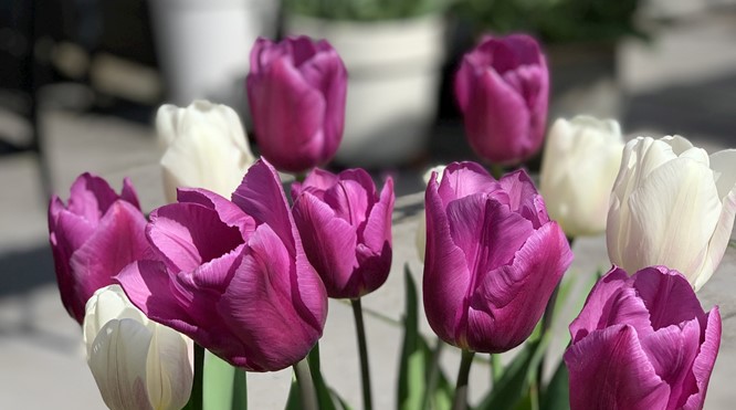 MAAK HET LEVEN VROLIJKER!